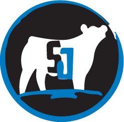 Slate Grey Brangus Bull