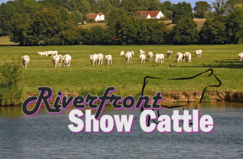 Riverfront Show Cattle